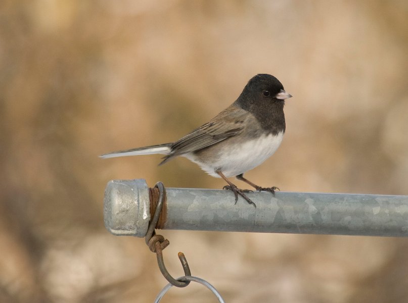 Junco-0014