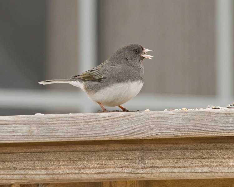 Junco-0028