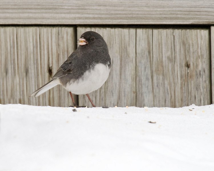 Junco-0031