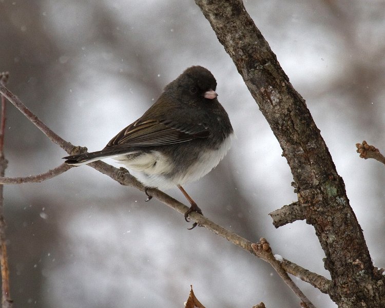 Junco-0049