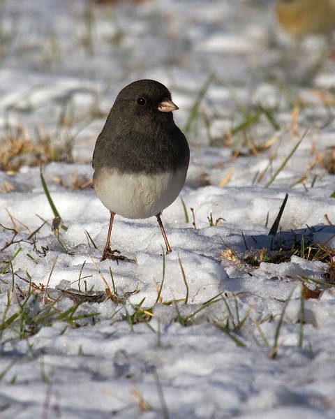 Junco-0055