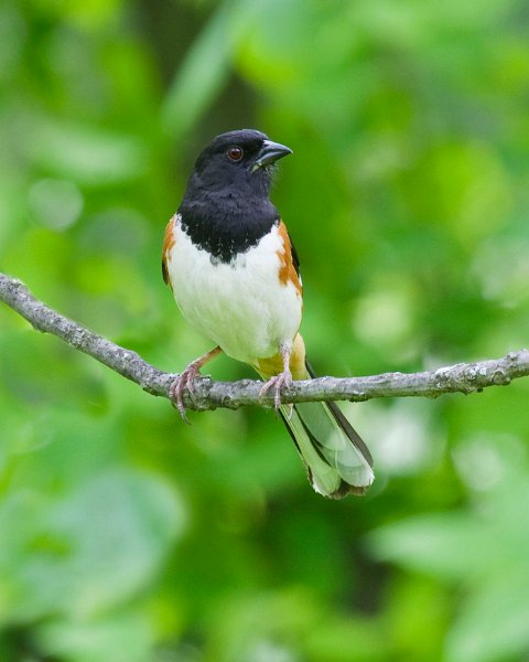 Towhee-0003