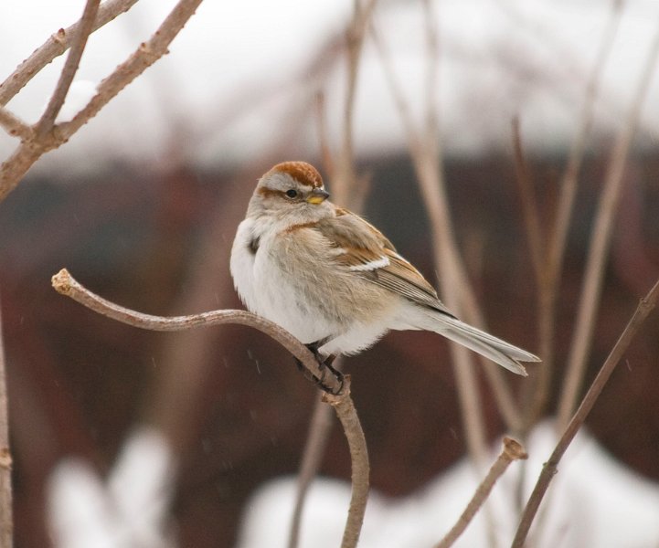 TreeSparrow-0014