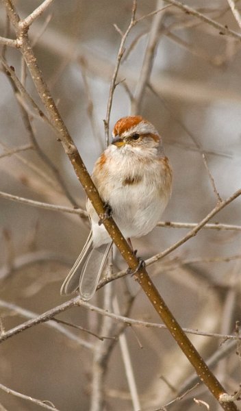 TreeSparrow-0017