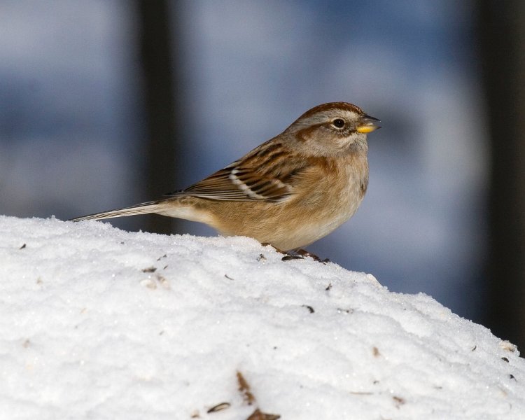 TreeSparrow-0028