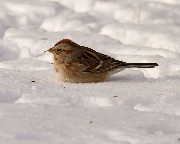 TreeSparrow-0029