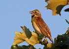 Dickcissel-0001.jpg