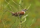 Dickcissel-0002.jpg