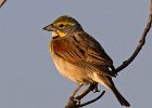 Dickcissel-0003.jpg