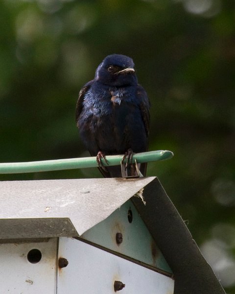 PurpleMartin-0005