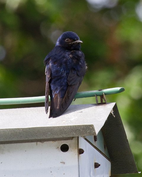 PurpleMartin-0008