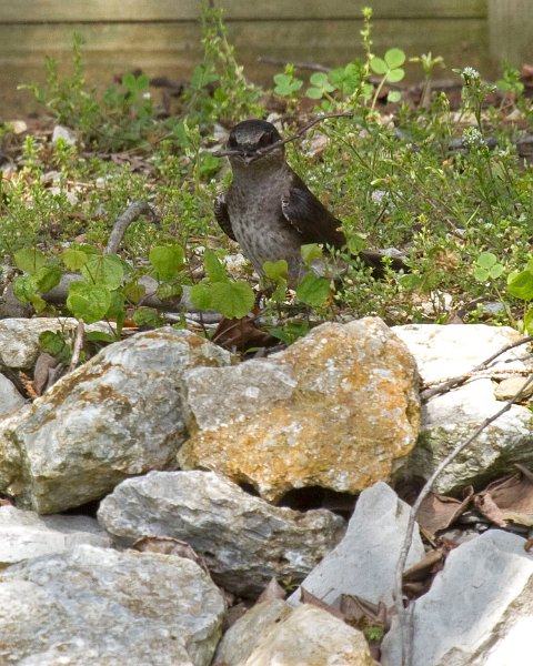 PurpleMartin-0009