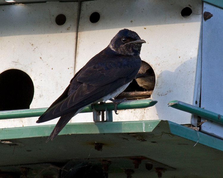 PurpleMartin-0010