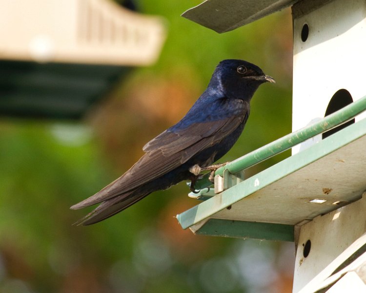 PurpleMartin-0018