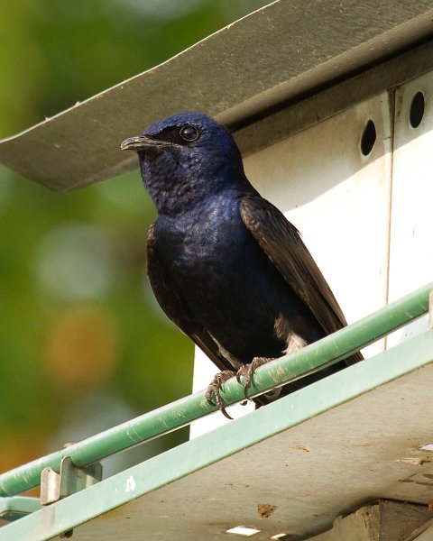 PurpleMartin-0019