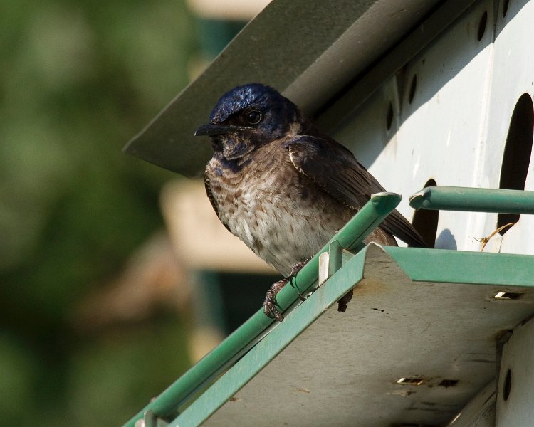 PurpleMartin-0021