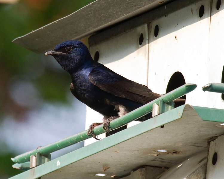 PurpleMartin-0024