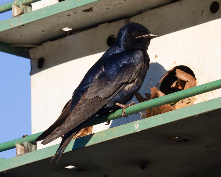 PurpleMartin-0026