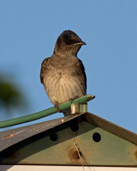 PurpleMartin-0028