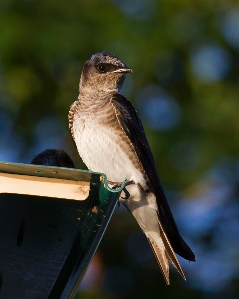 PurpleMartin-0029