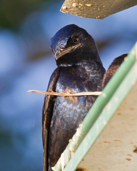 PurpleMartin-0030