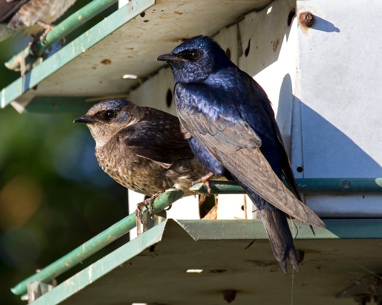 PurpleMartin-0031