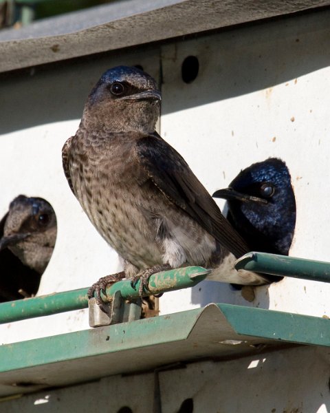 PurpleMartin-0032