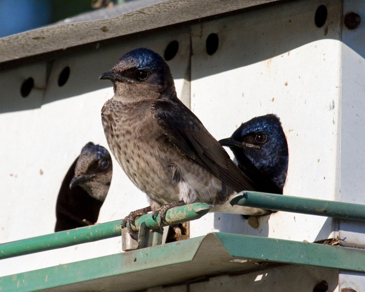 PurpleMartin-0033