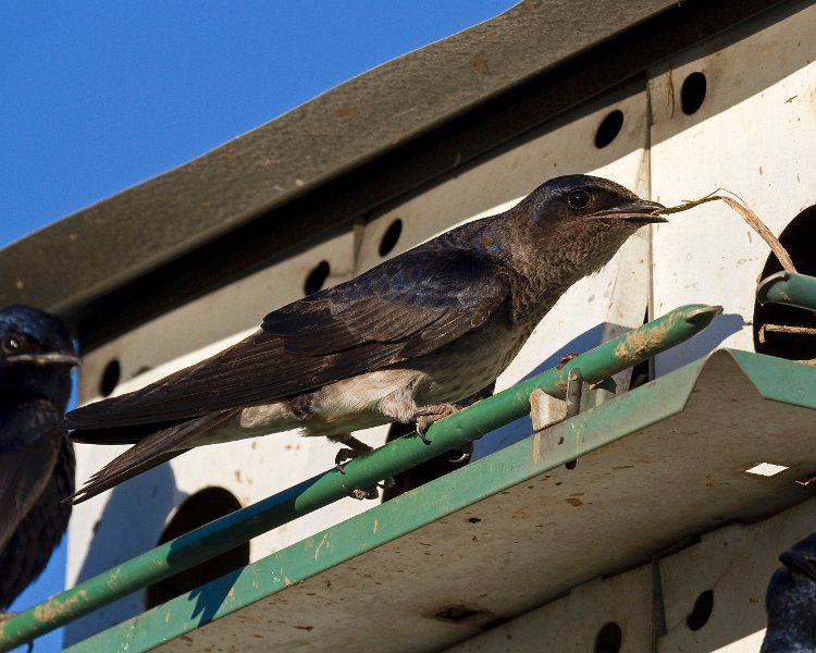 PurpleMartin-0034