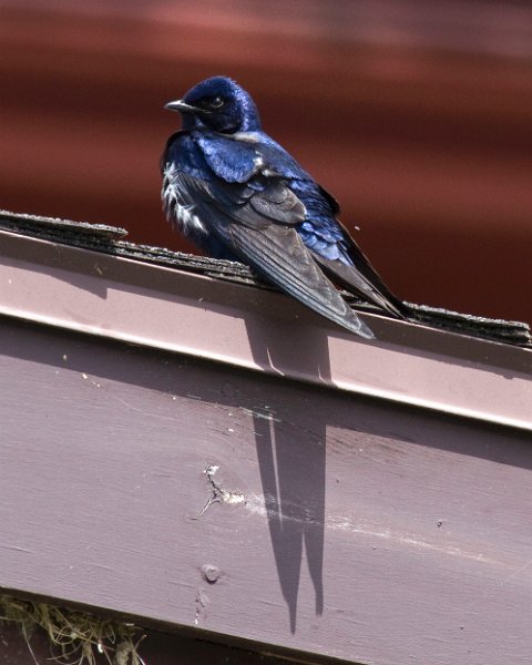 PurpleMartin-0035