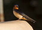 BarnSwallow-0017.jpg