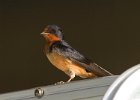 BarnSwallow-0018.jpg