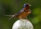 BarnSwallow-0020.jpg