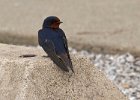 BarnSwallow-0023.jpg