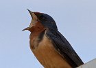 BarnSwallow-0025.jpg