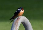 BarnSwallow-0028.jpg