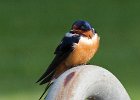 BarnSwallow-0029.jpg