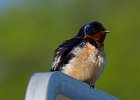 BarnSwallow-0032.jpg