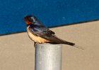 BarnSwallow-0038.jpg