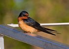 BarnSwallow-0039.jpg