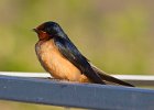 BarnSwallow-0040.jpg