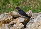 PurpleMartin-0003.jpg