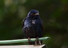 PurpleMartin-0005.jpg