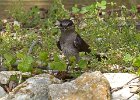 PurpleMartin-0009.jpg