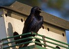 PurpleMartin-0011.jpg