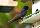 PurpleMartin-0018.jpg