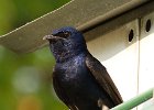 PurpleMartin-0019.jpg