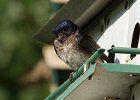 PurpleMartin-0021.jpg