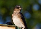 PurpleMartin-0029.jpg