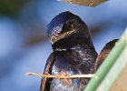 PurpleMartin-0030.jpg